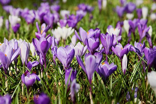 Purple Crocus Flowers